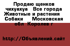 Продаю щенков чихуахуа - Все города Животные и растения » Собаки   . Московская обл.,Королев г.